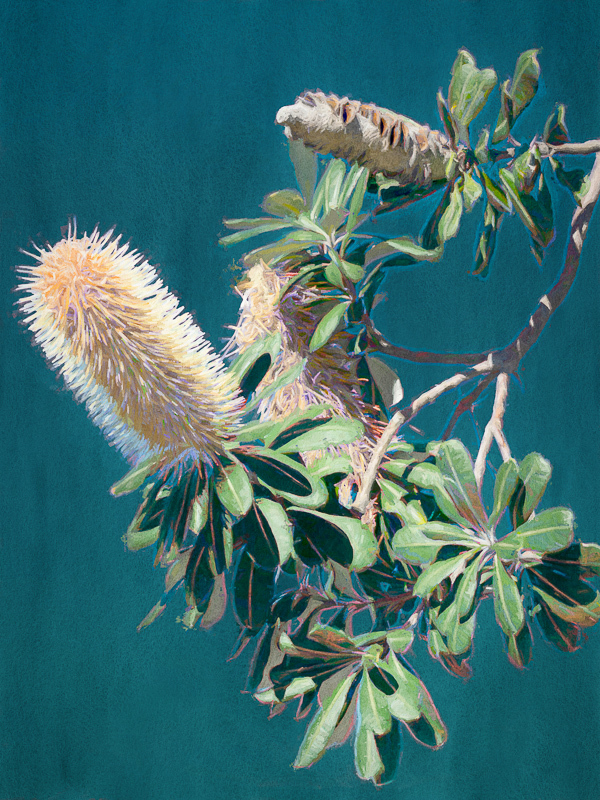 Twilight Banksia Canvas Art Print