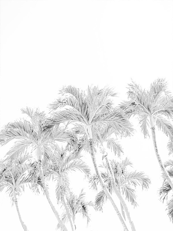 Palm Blanc Poster