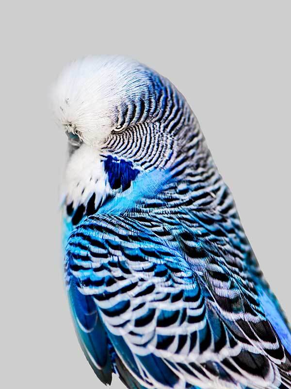 Blue Budgie Poster