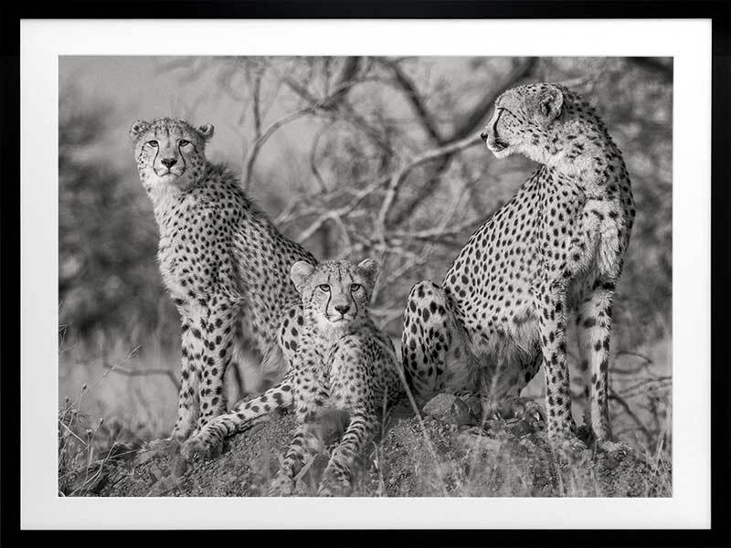 Cheetah Tribe Framed Art Print