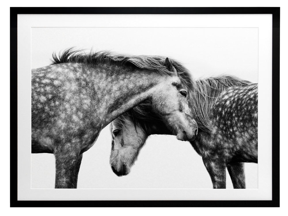 Spotted Horses Framed Art Print