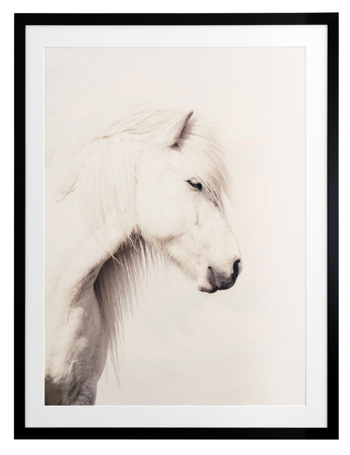 Icelandic Horse Framed Art Print