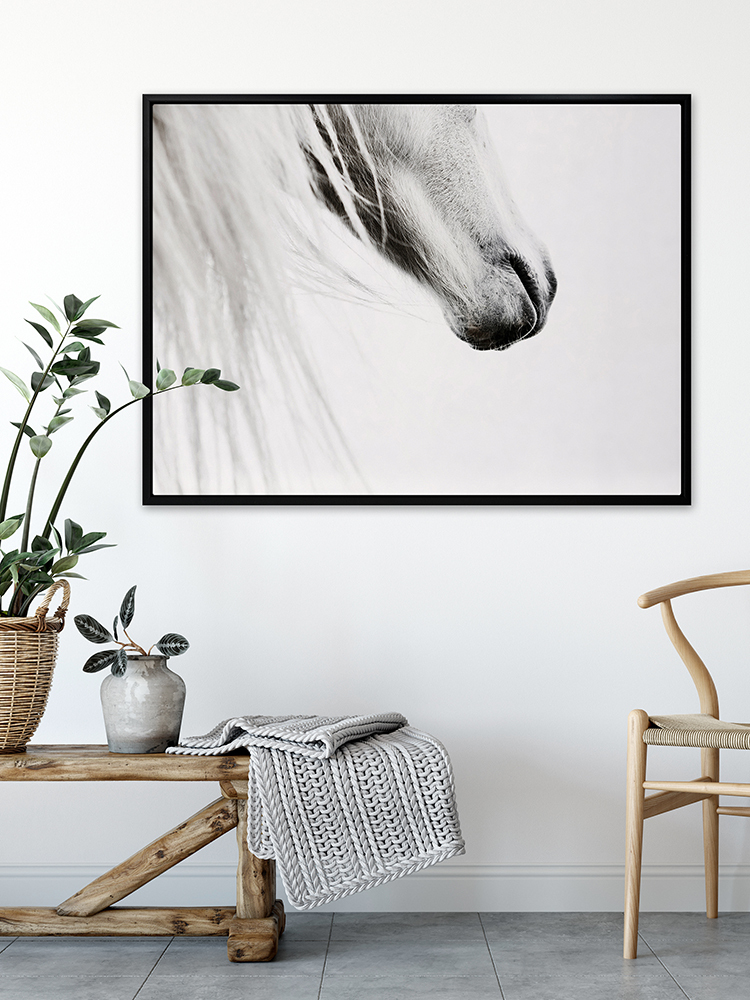 From the Horse's Mouth Canvas Art Print
