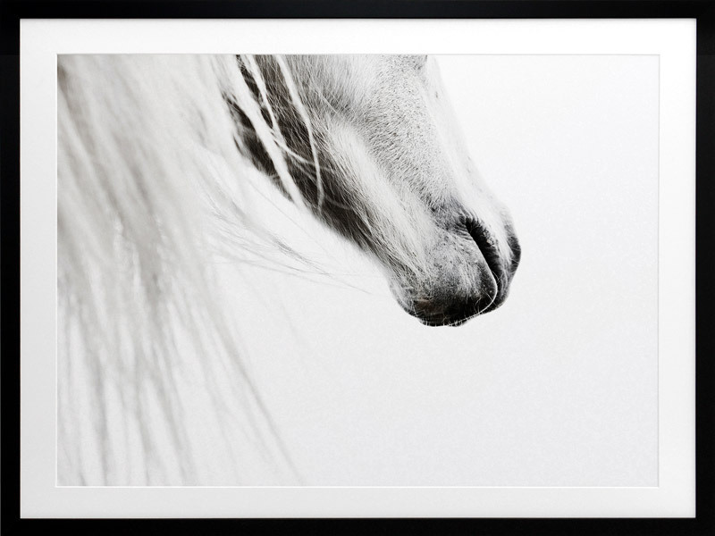 From the Horse's Mouth Framed Art Print