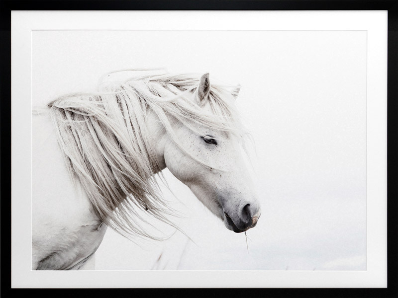 Stallion Framed Art Print