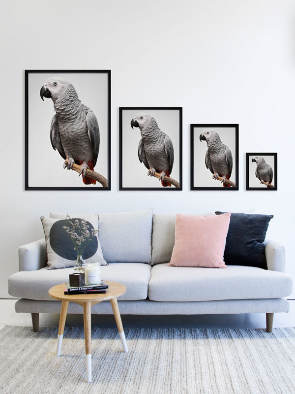 African Grey Poster
