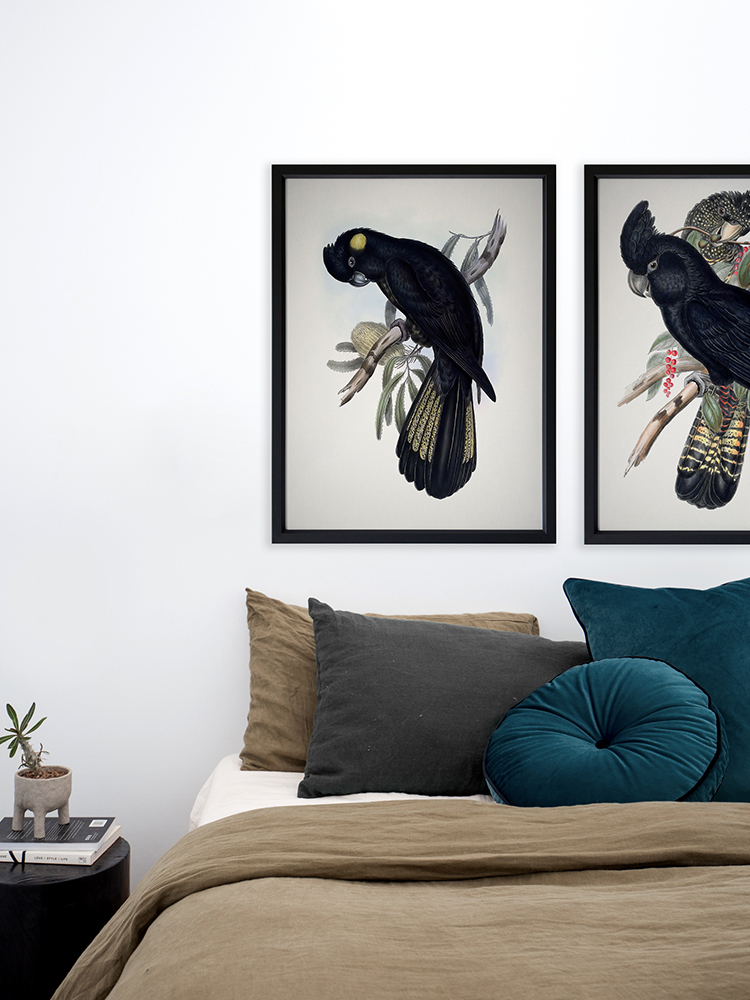 Yellow-Tailed Black Cockatoo Poster