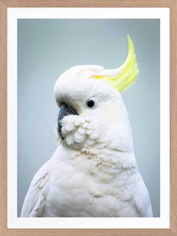 Parrot Poster 
