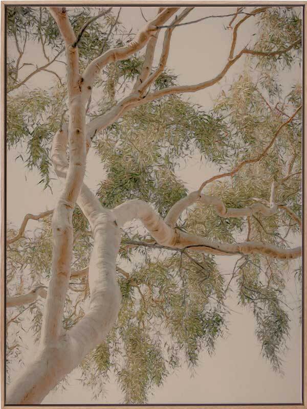 Golden Hour Gum Tree - Oak Box Frame Canvas - 90x120 - Portrait
