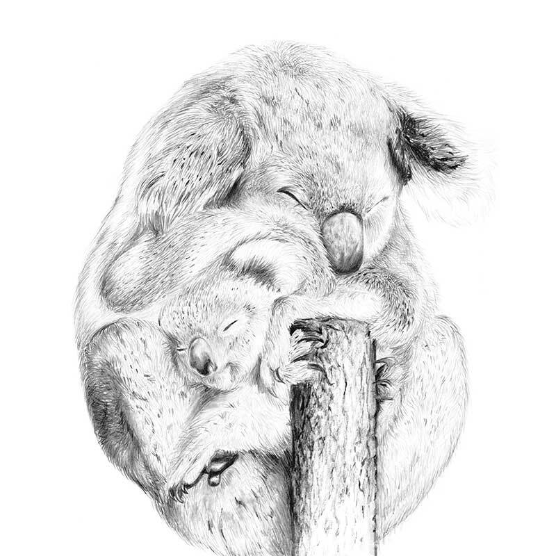 Snuggly Koalas Canvas Art Print