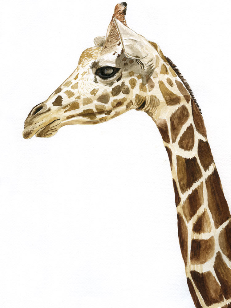 Giraffe1 Canvas Art Print