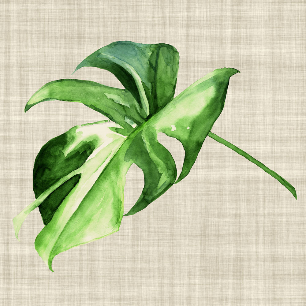 Araceae Canvas Art Print