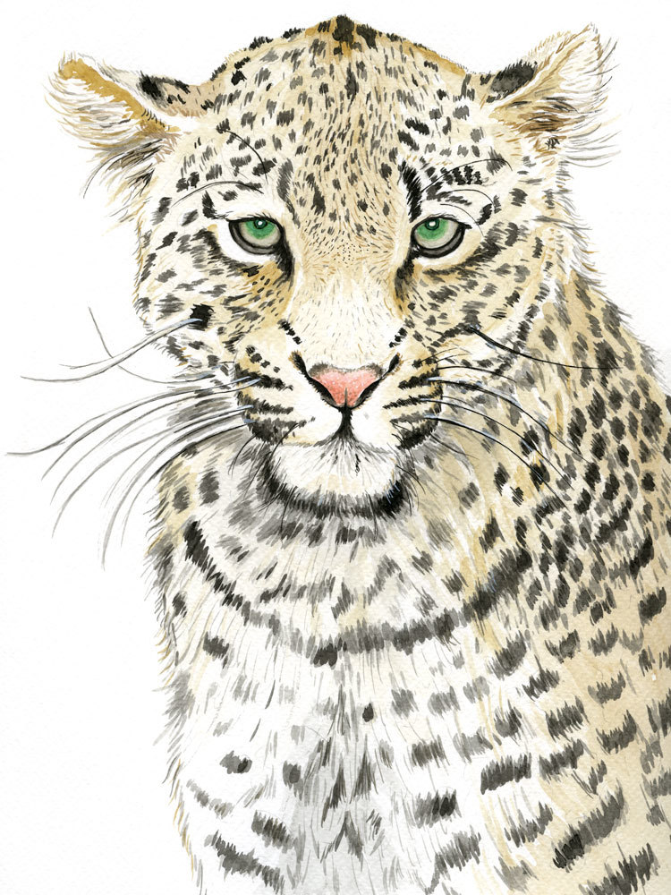 Leopard Spots Canvas Art Print