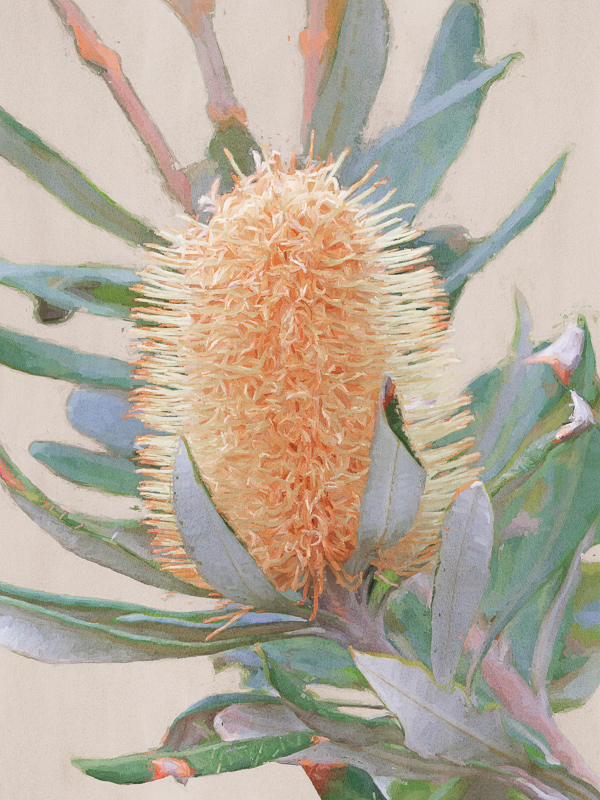 Golden Banksia Canvas Art Print