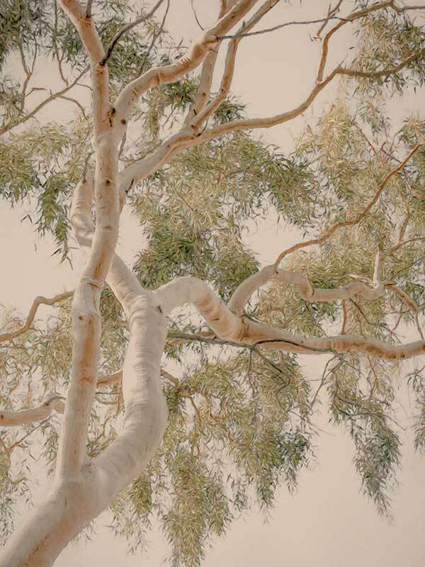 Golden Hour Gum Tree Canvas Art Print