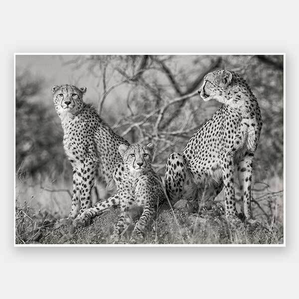 Cheetah Tribe Unframed Art Print