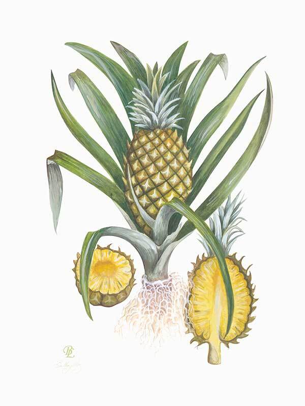 Pineapples Canvas Art Print