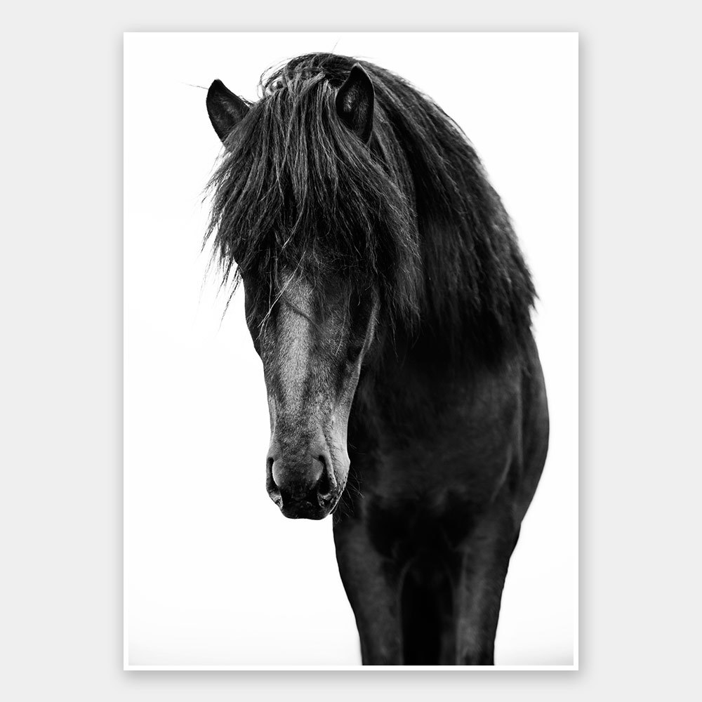 Horses 1 Unframed Art Print