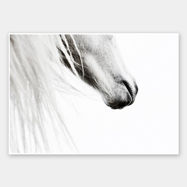From the Horse's Mouth Unframed Art Print