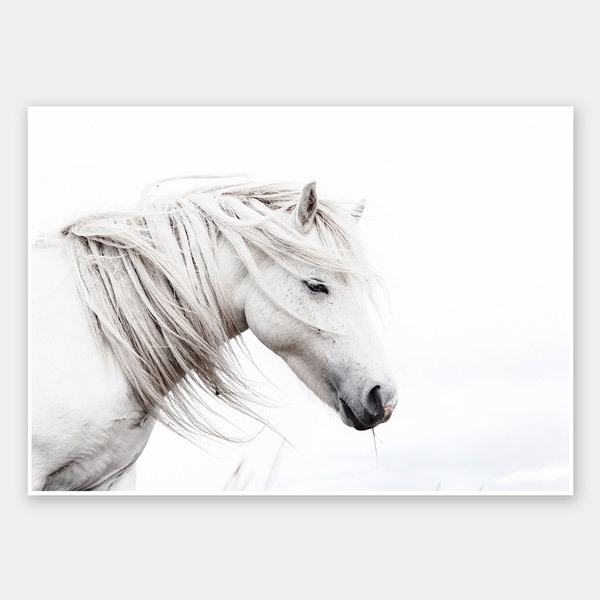 Stallion Unframed Art Print