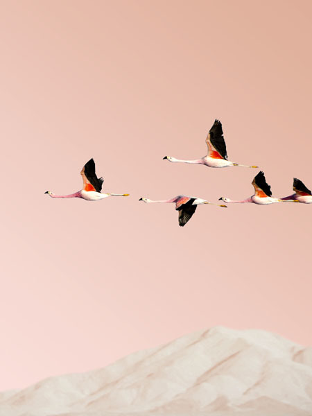 Flamingo Poster