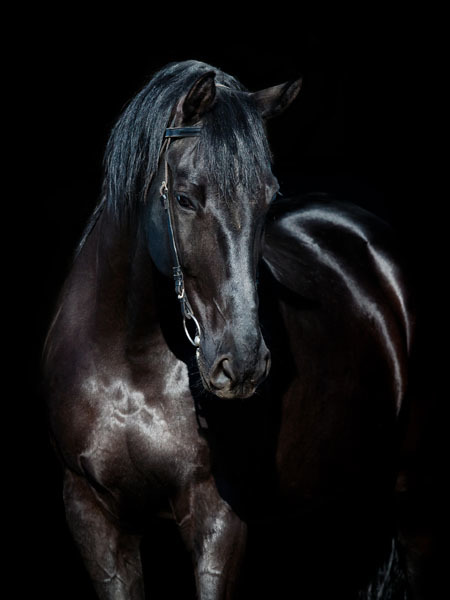 Black Stallion Poster