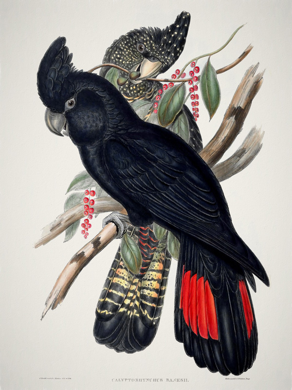 Red-Tailed Black Cockatoo Poster