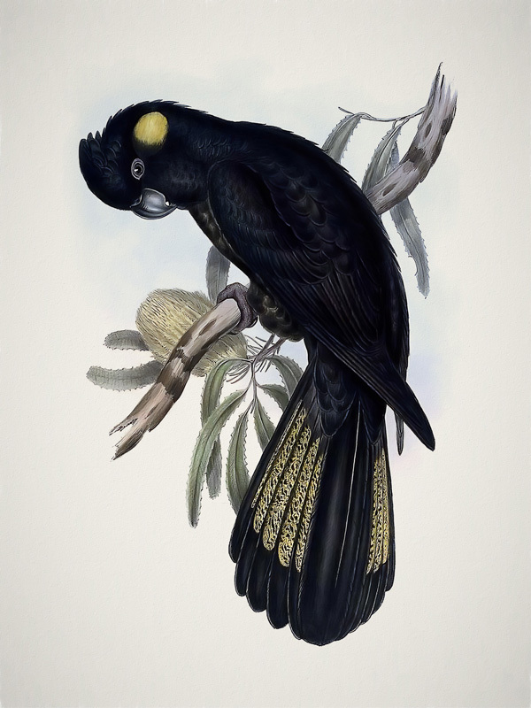 Yellow-Tailed Black Cockatoo Poster