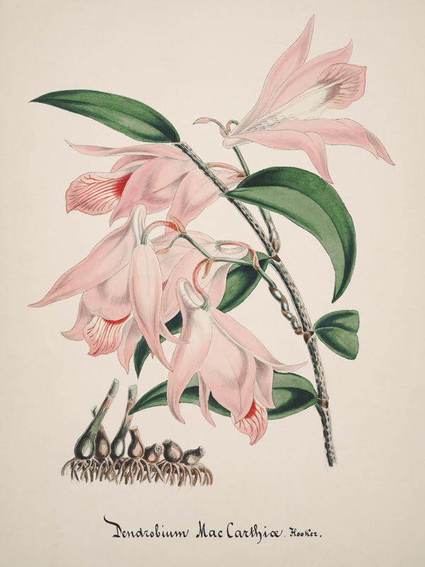 Dendrobium Poster