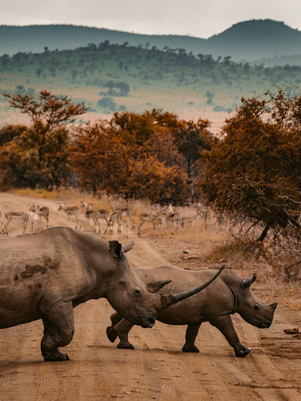 Rhinoceros Stampede Poster