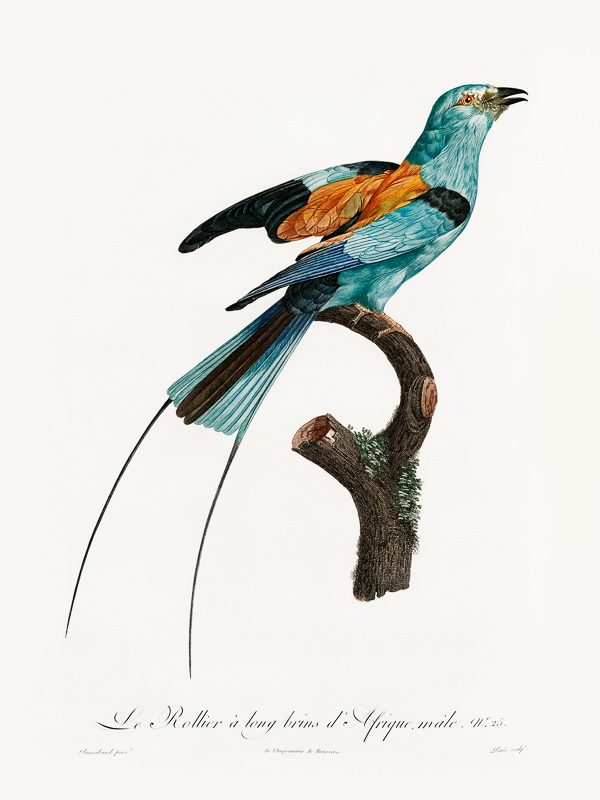 Songbird I Poster