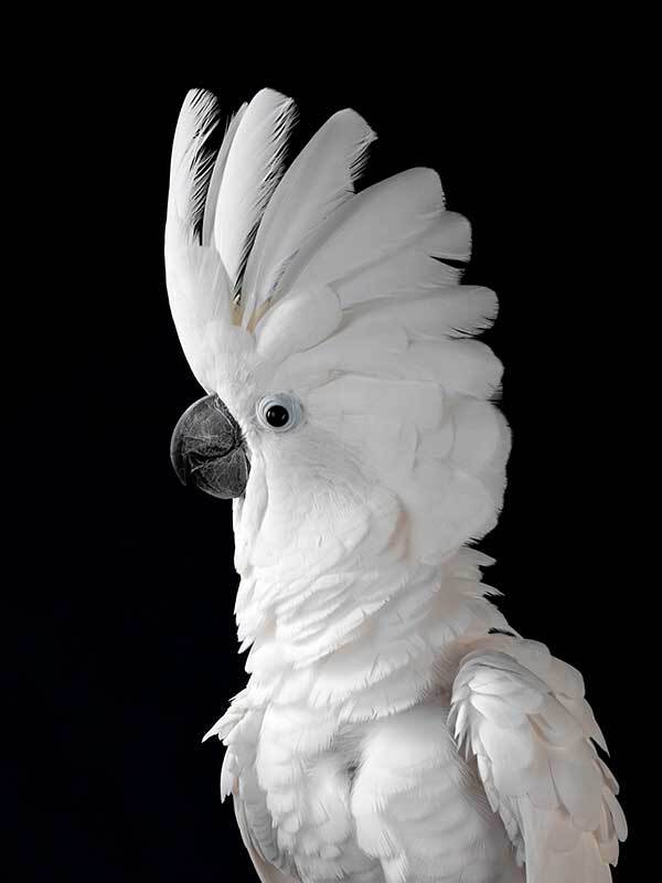 White Cockatoo I Poster