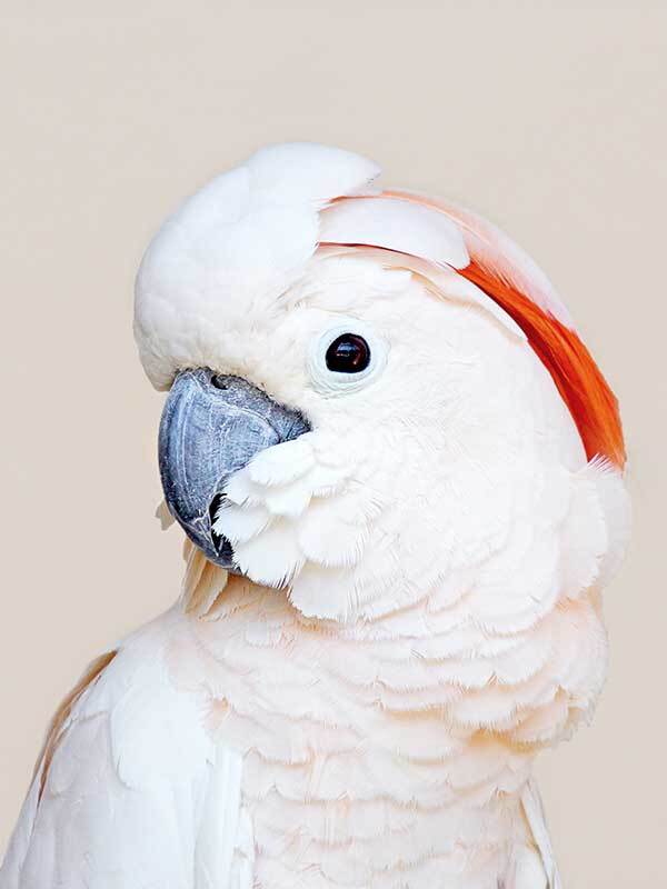 Salmon Crested Cockatoo Poster