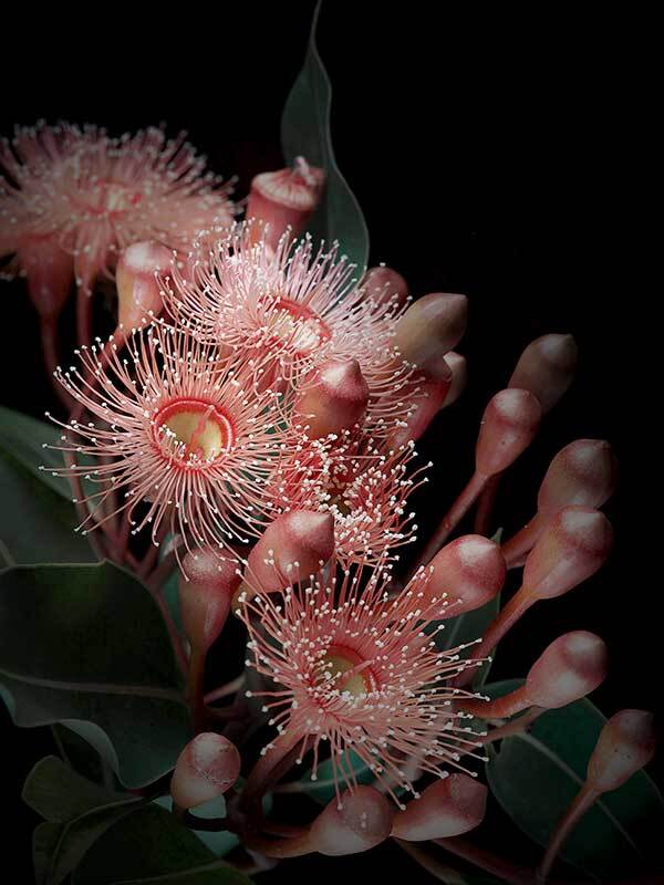 Eucalyptus Flowers Poster