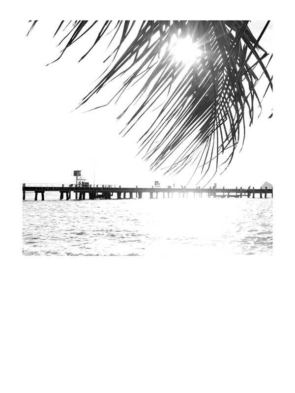 Palm Cove I Poster