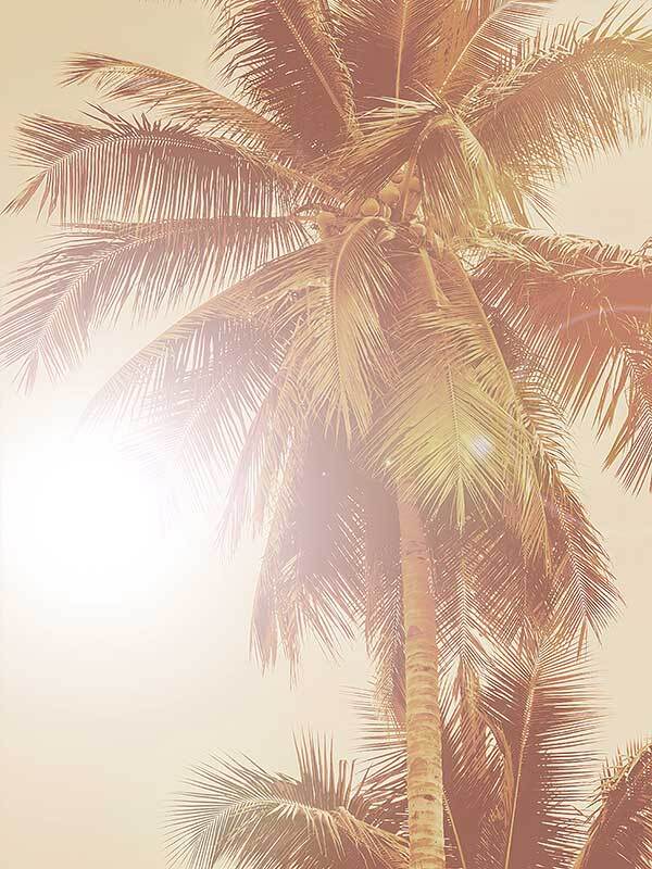 Sunkissed Palm Poster